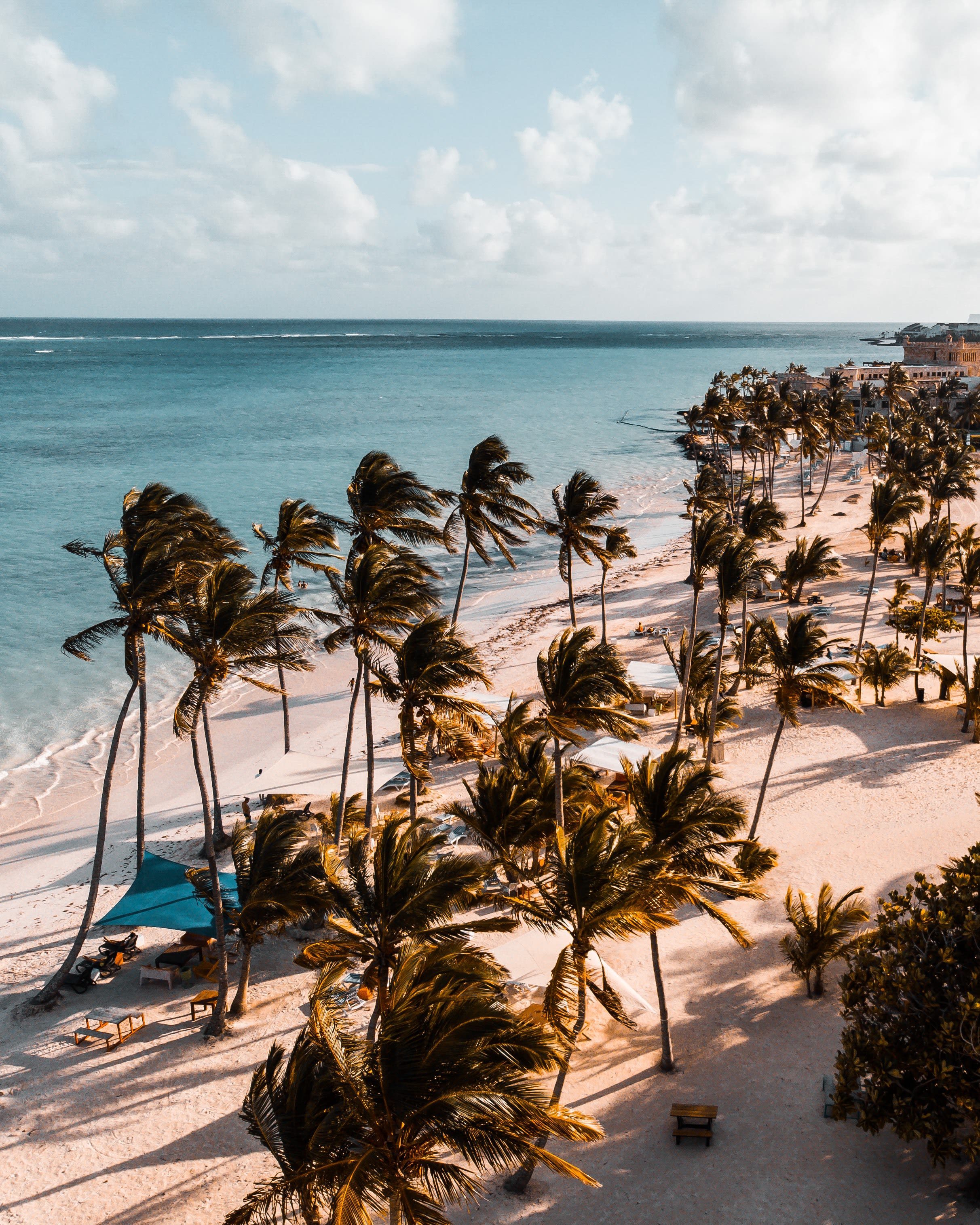green trees in front of ocean